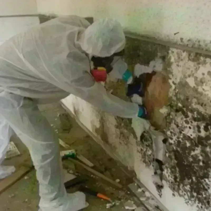 Mold Remediation and Removal in Wellsville, KS